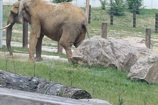 Zväčšiť fotografiu - Exkurzia v zoo bojnice